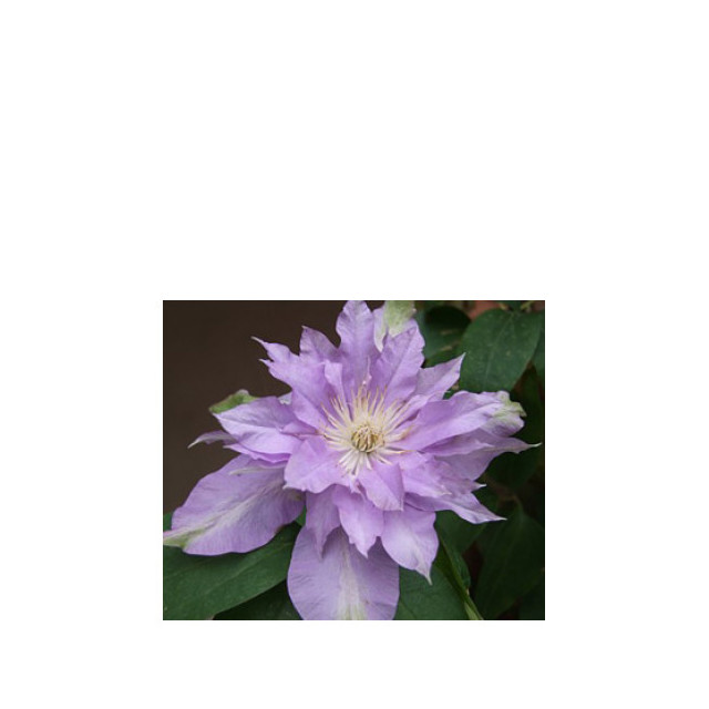 Immagine del profumo Fleur De Lilac di Bud Parfums