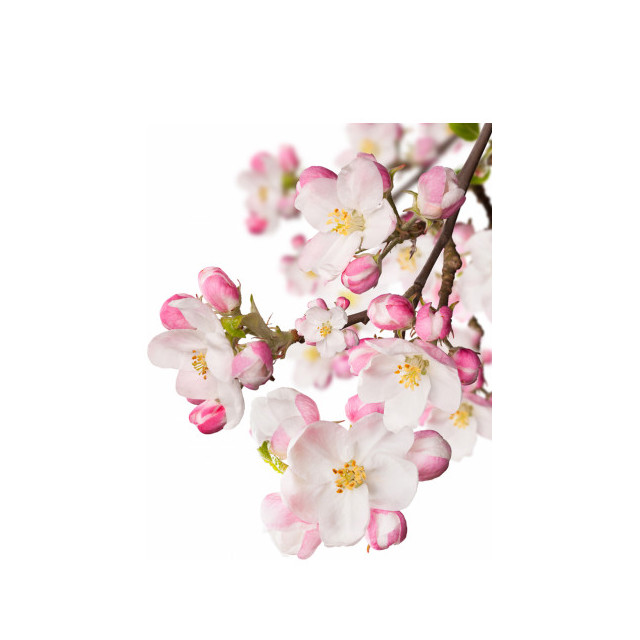 Immagine del profumo Japanese Garden CVS Essence of Beauty di CVS Essence of Beauty