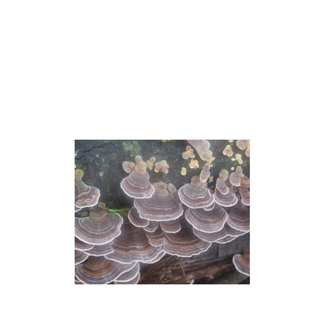 Immagine del profumo Jackeroo di Bud Parfums