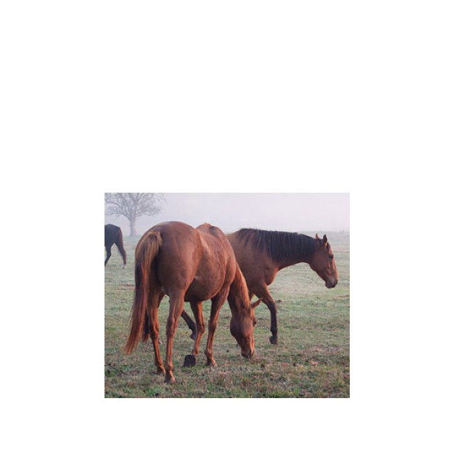 Immagine del profumo Whoa De Cologne di Bud Parfums