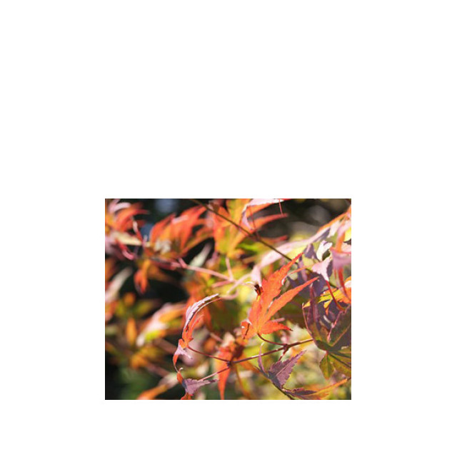 Immagine del profumo Autumn di Bud Parfums