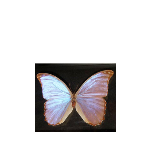 Immagine del profumo Butterfly di Bud Parfums