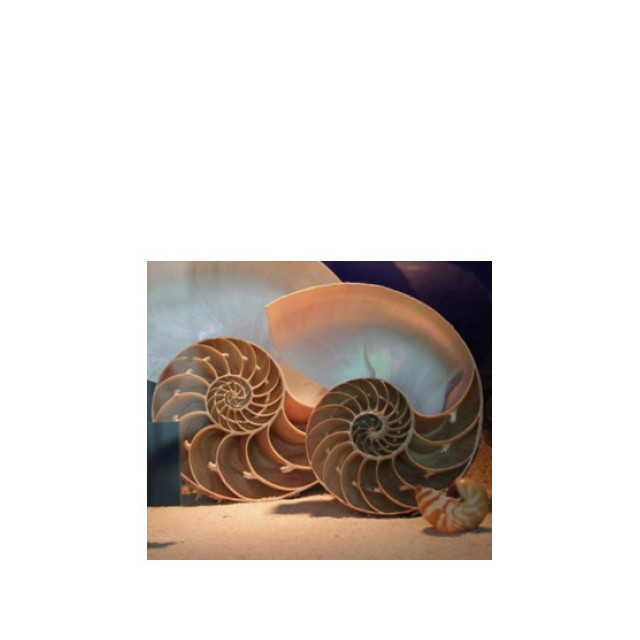 Immagine del profumo Goddess di Bud Parfums