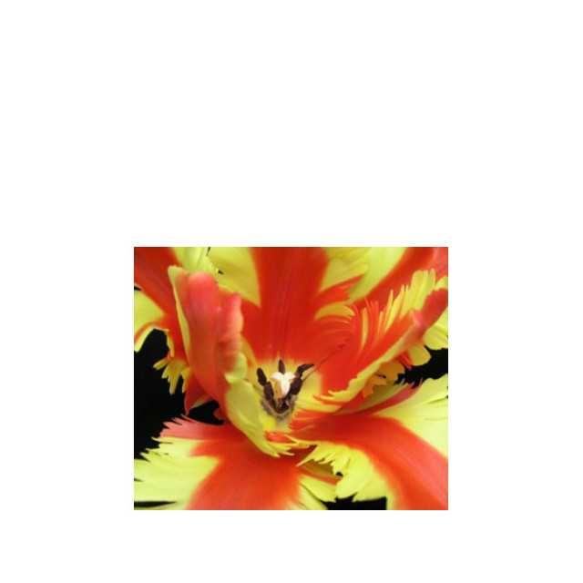 Immagine del profumo Jezebel di Bud Parfums