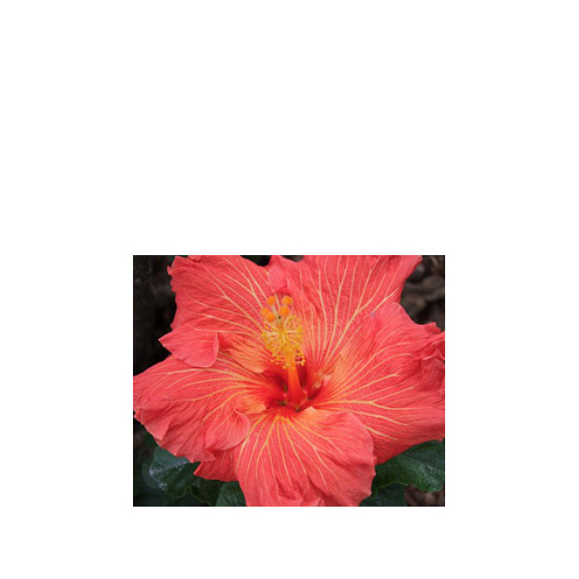 Immagine del profumo Ooh La La di Bud Parfums