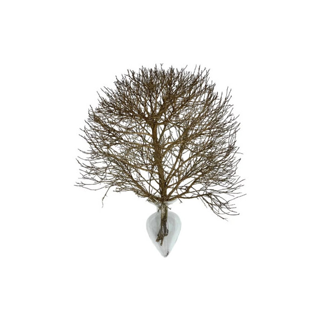 Immagine del profumo Vanilla Sky di Fang Aromatherapy