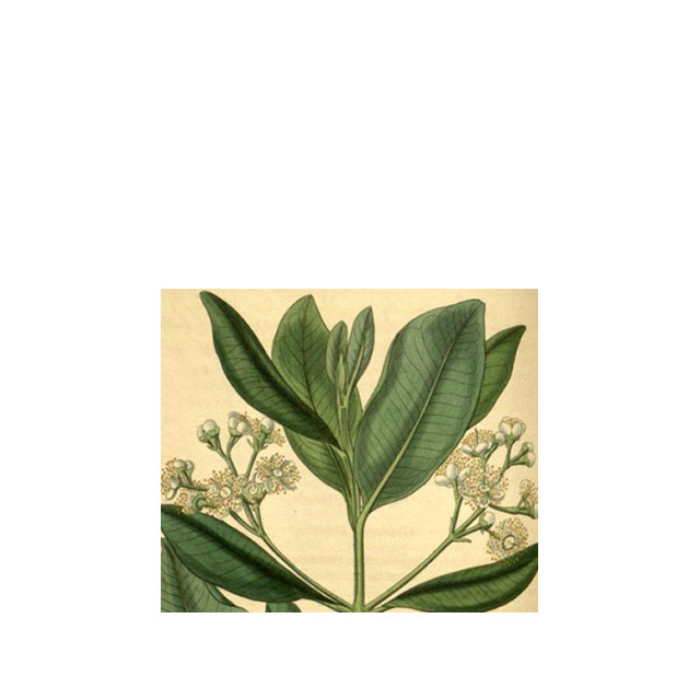 Bay Rum di Olympic Orchids Artisan Perfumes